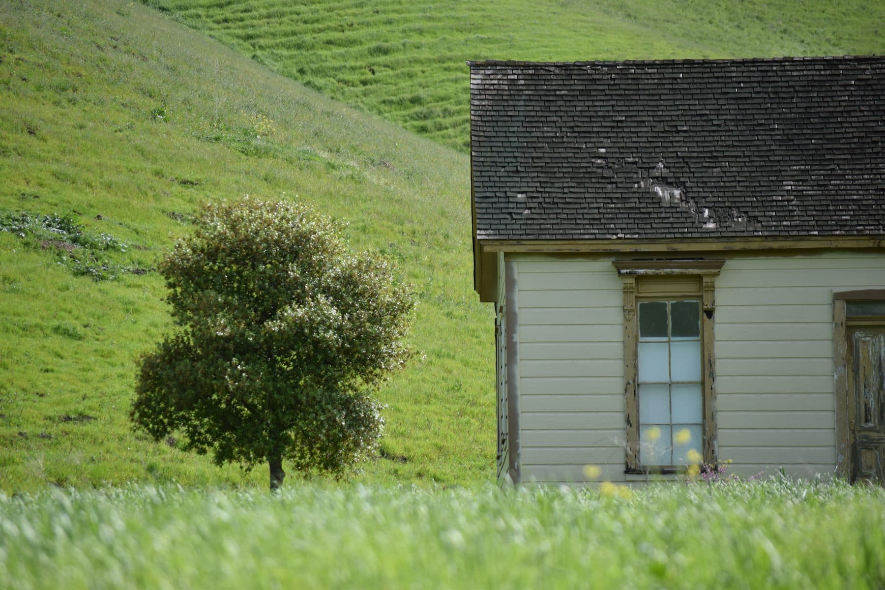 Old wooden house beside an oak on green spring hills at Black Diamond Mines Regional Preserve, Antioch