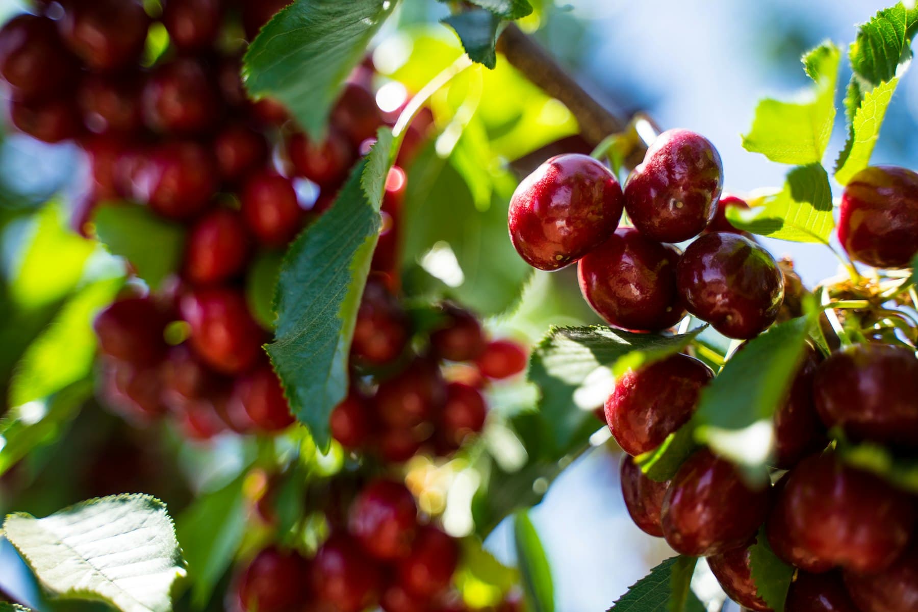 Ripe red cherries hanging on a tree in a Brentwood, CA orchard