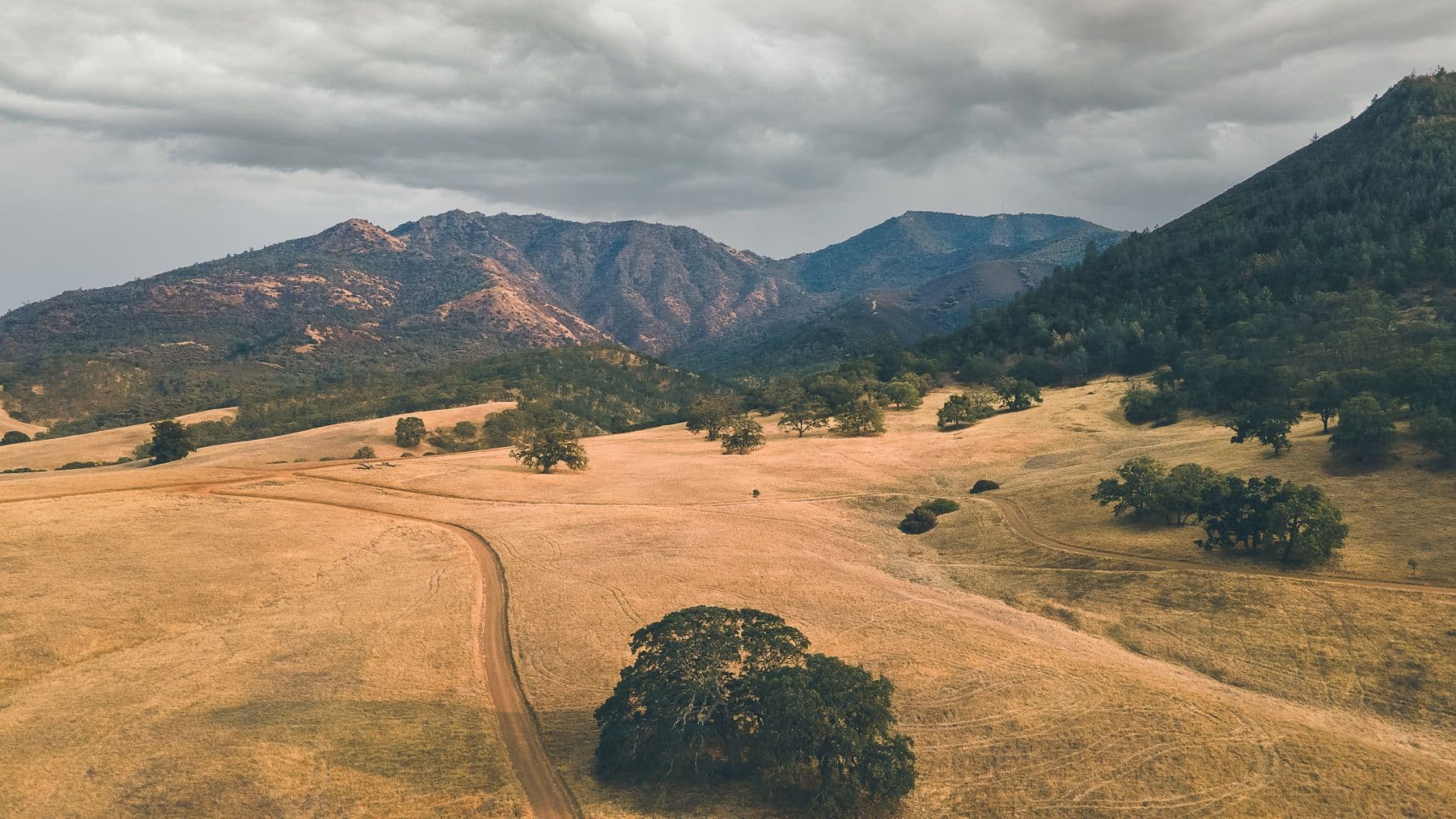 Golden summer grassland and oaks in Clayton, CA, rising toward the slopes of Mount Diablo
