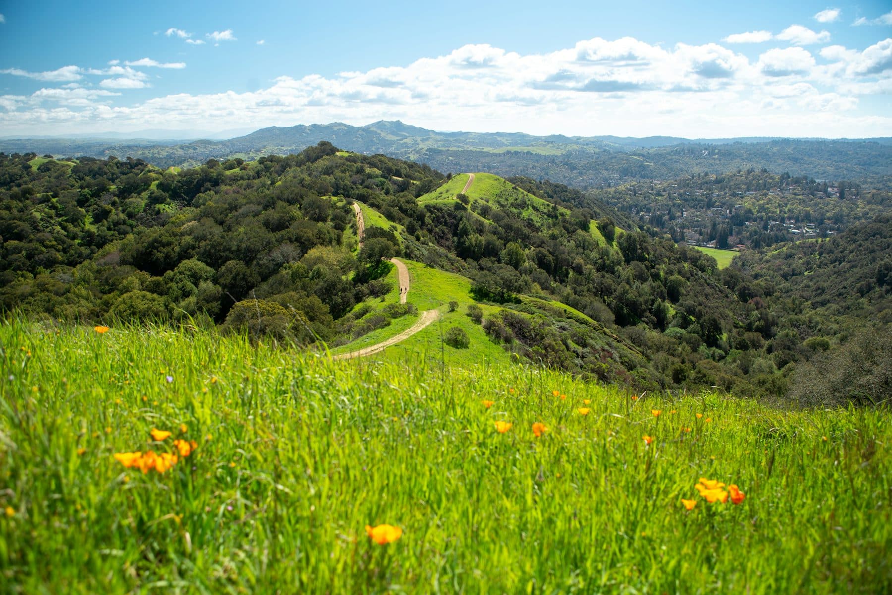 Green spring hills and orange poppies along the Lafayette Ridge Trail, rolling toward Mount Diablo
