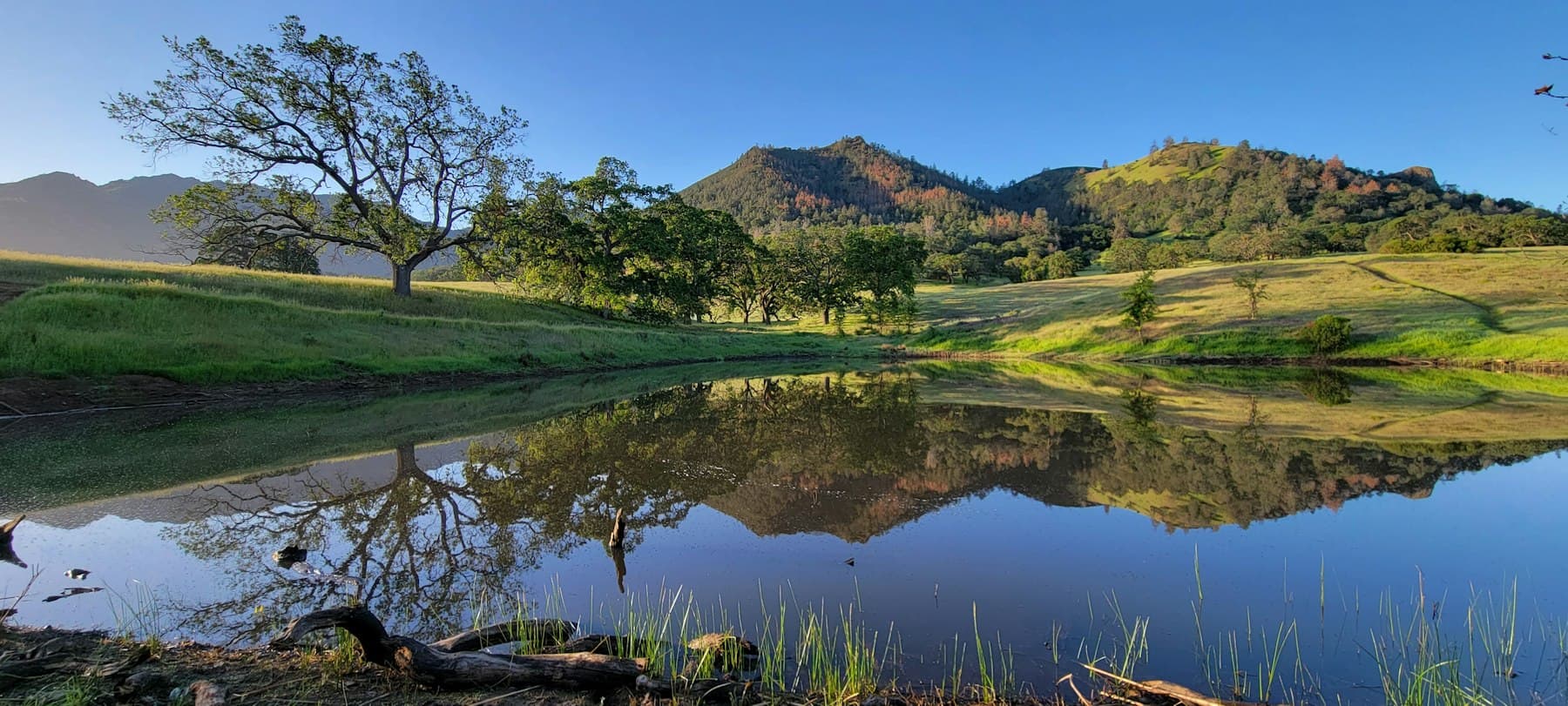Oak trees and green hills on Mount Diablo reflected in a still pond under a blue sky