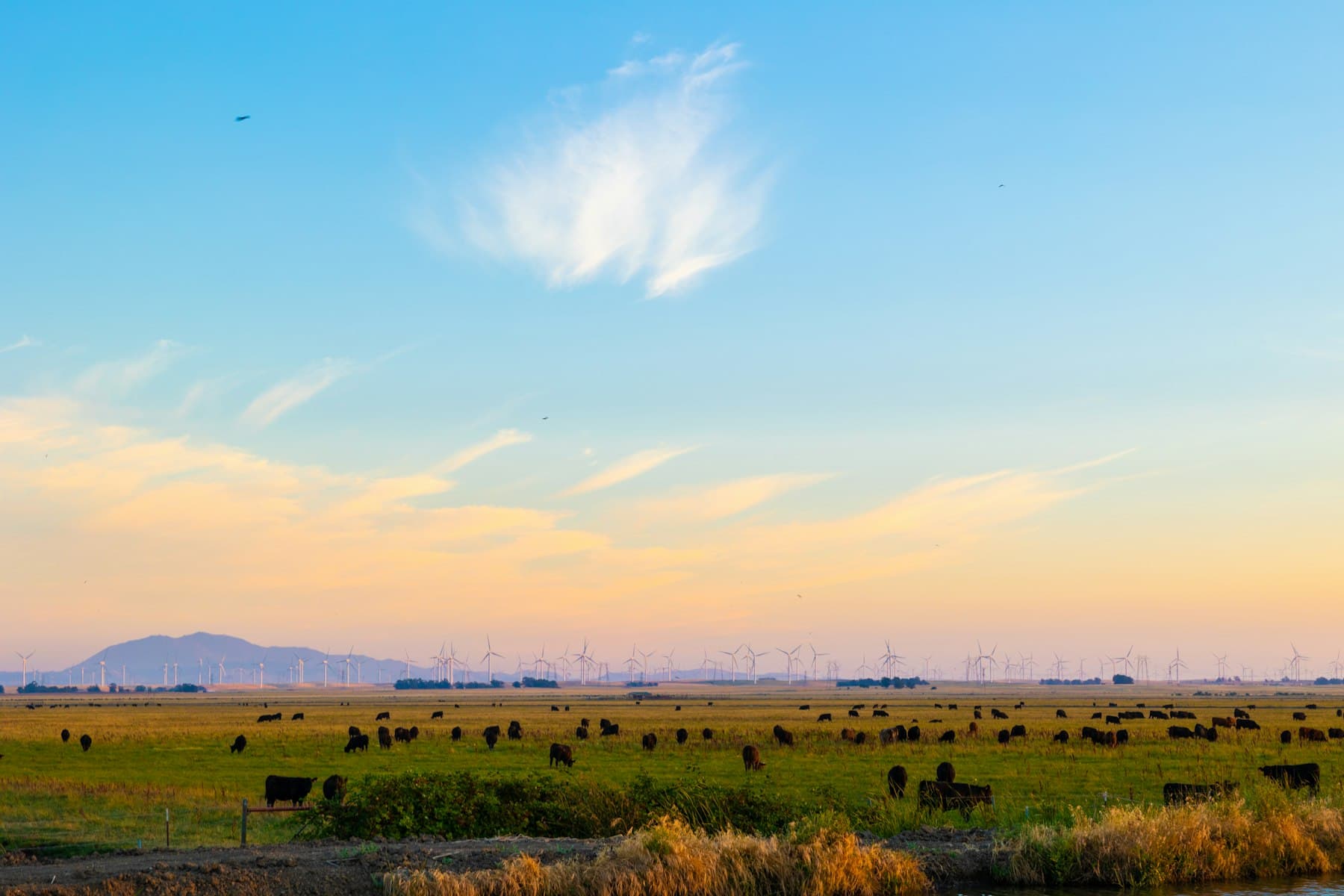 Cattle grazing on flat Delta farmland near Rio Vista at sunset, with Mount Diablo on the horizon